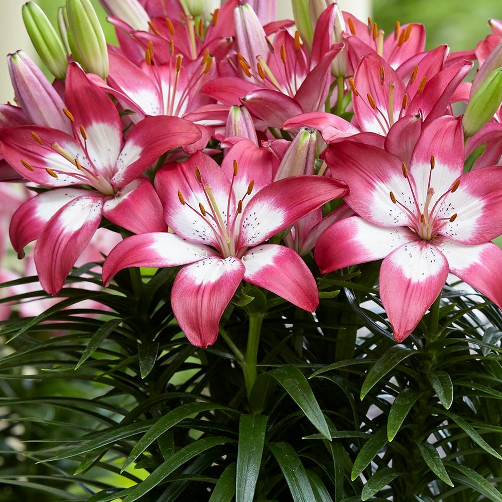 Rave Discount Plant center